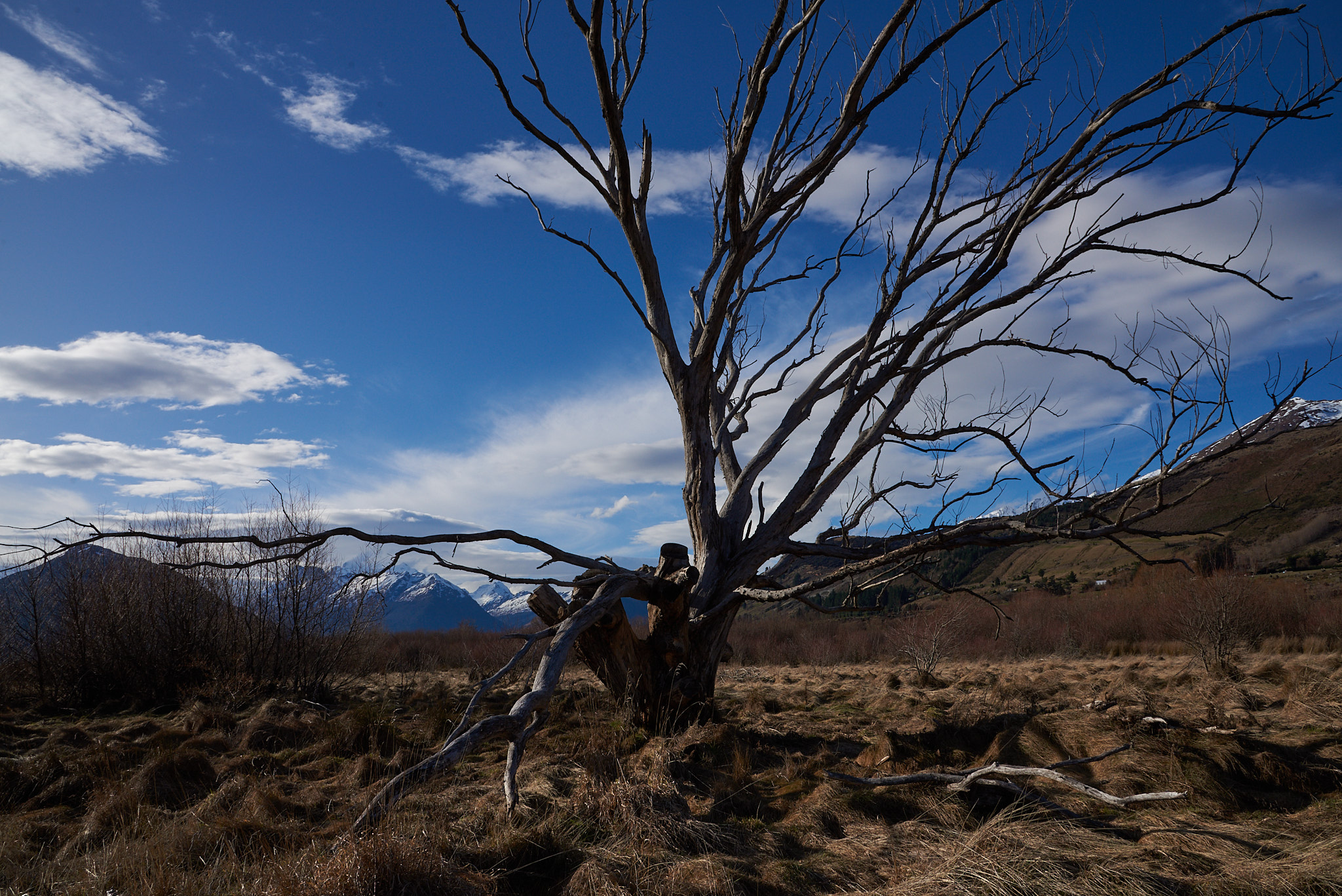 Glenorchy tree