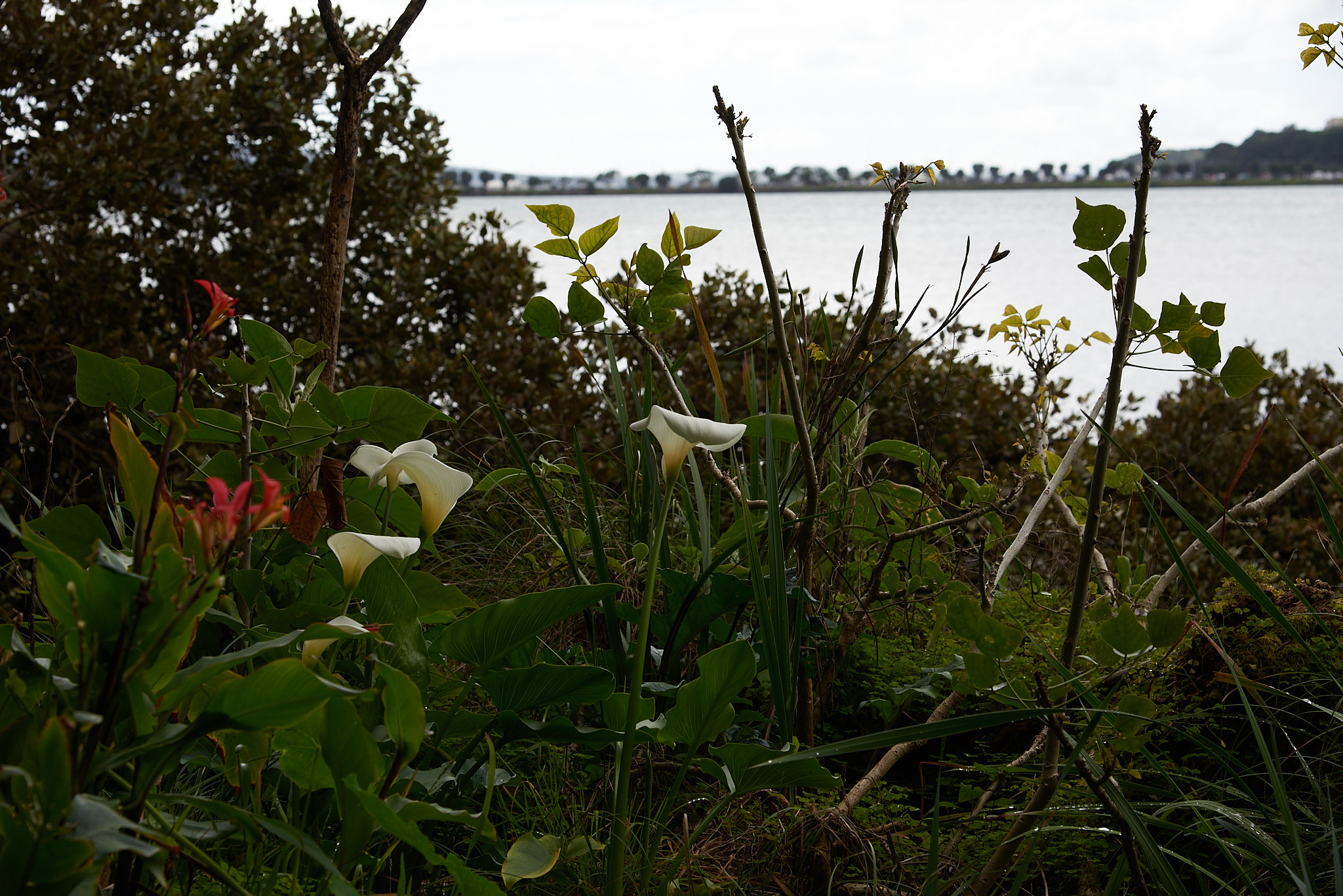 Wild lilies