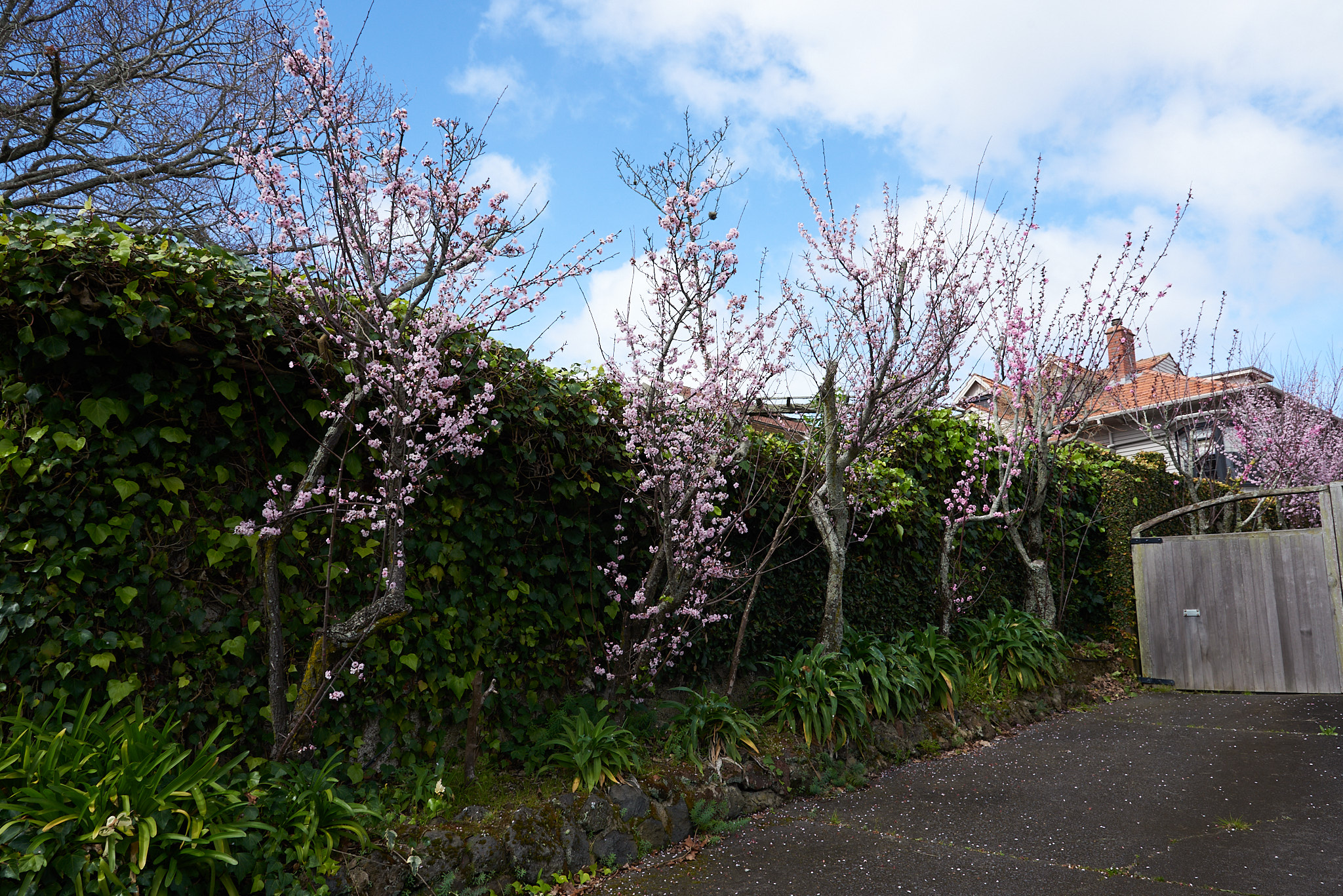 Cherry trees