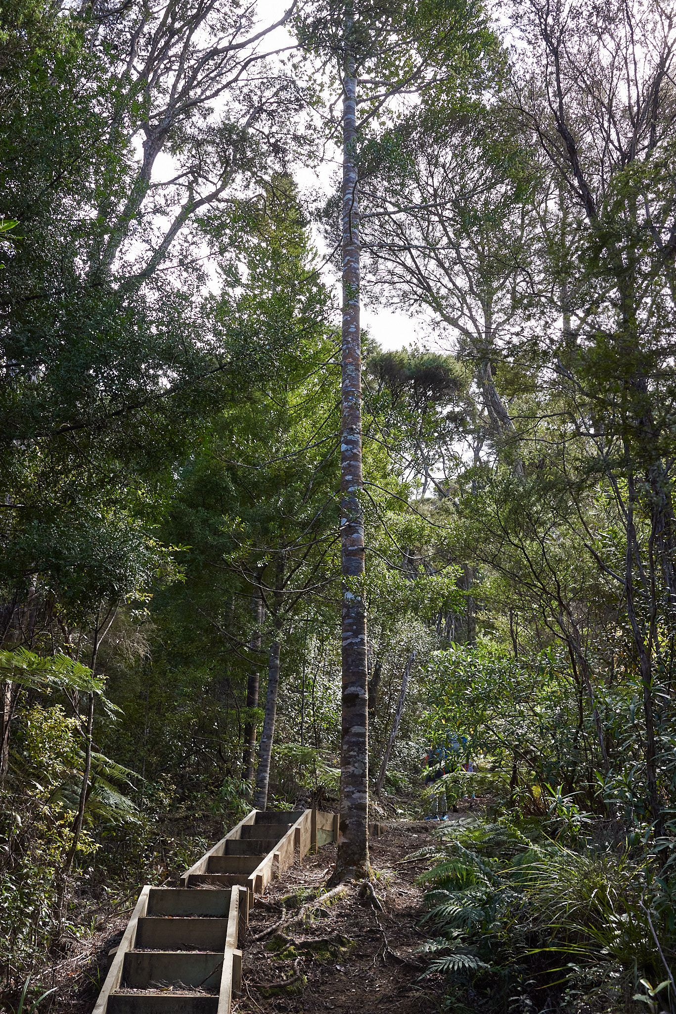 Young kauri tree
