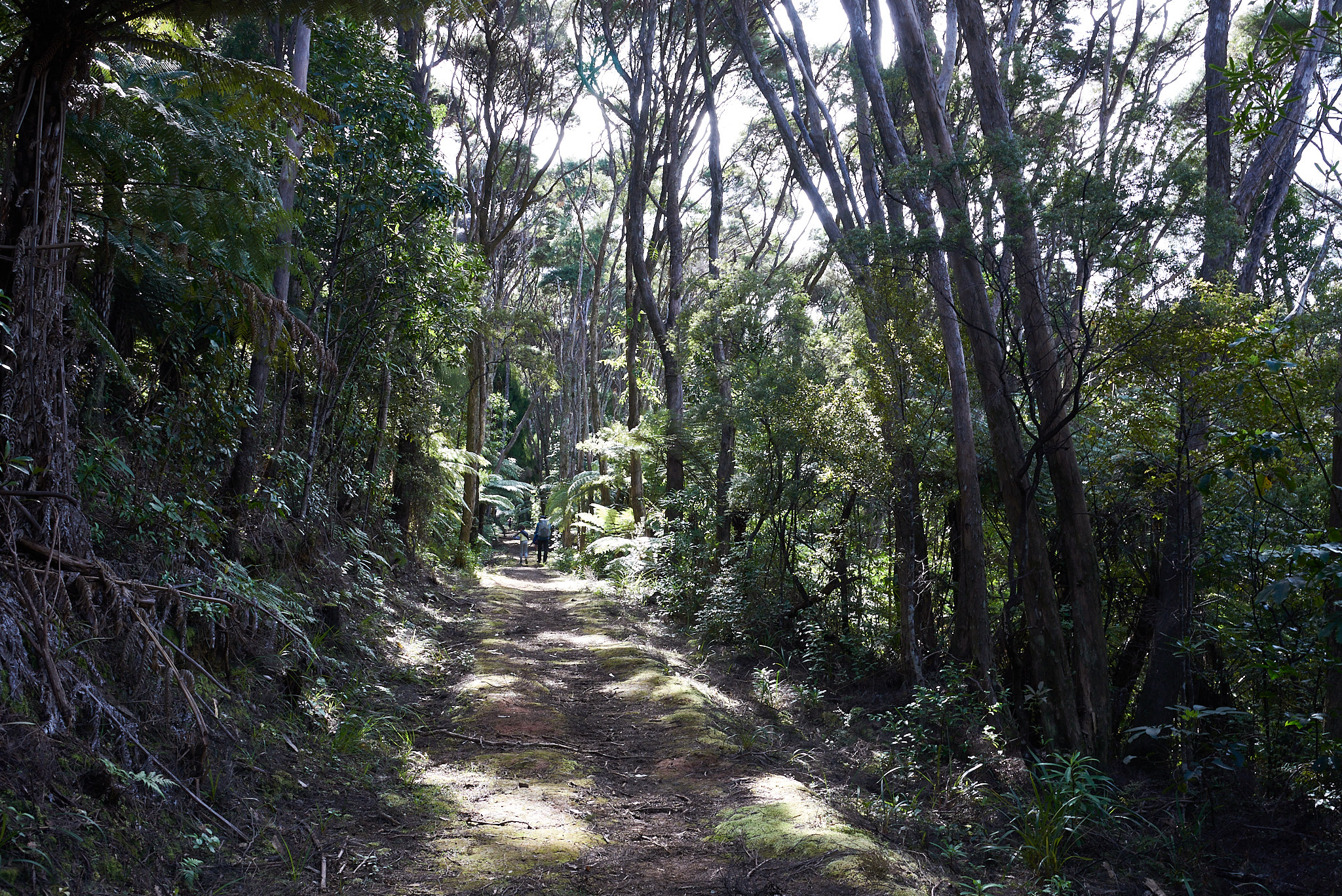 Forest track