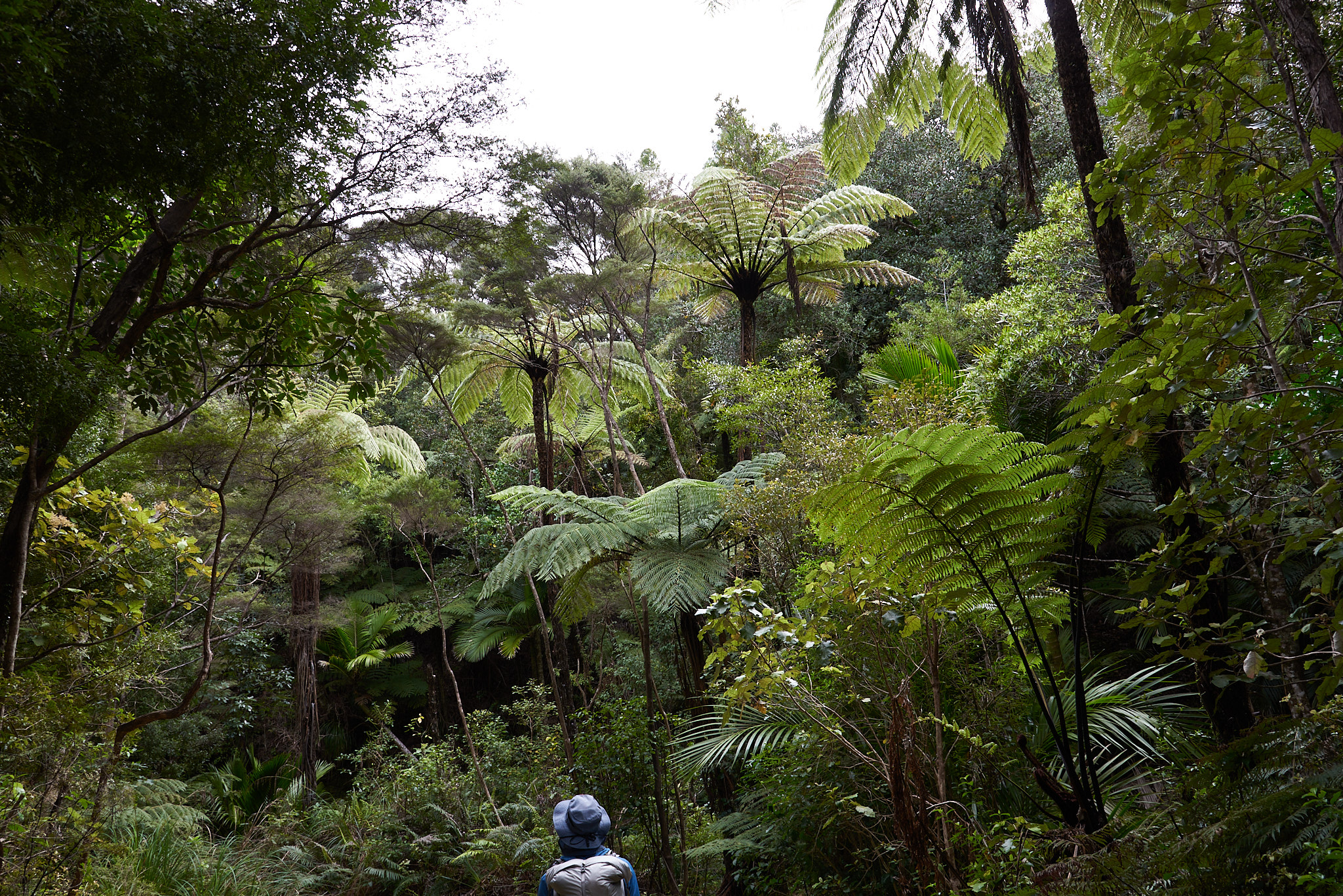 Giant ferns