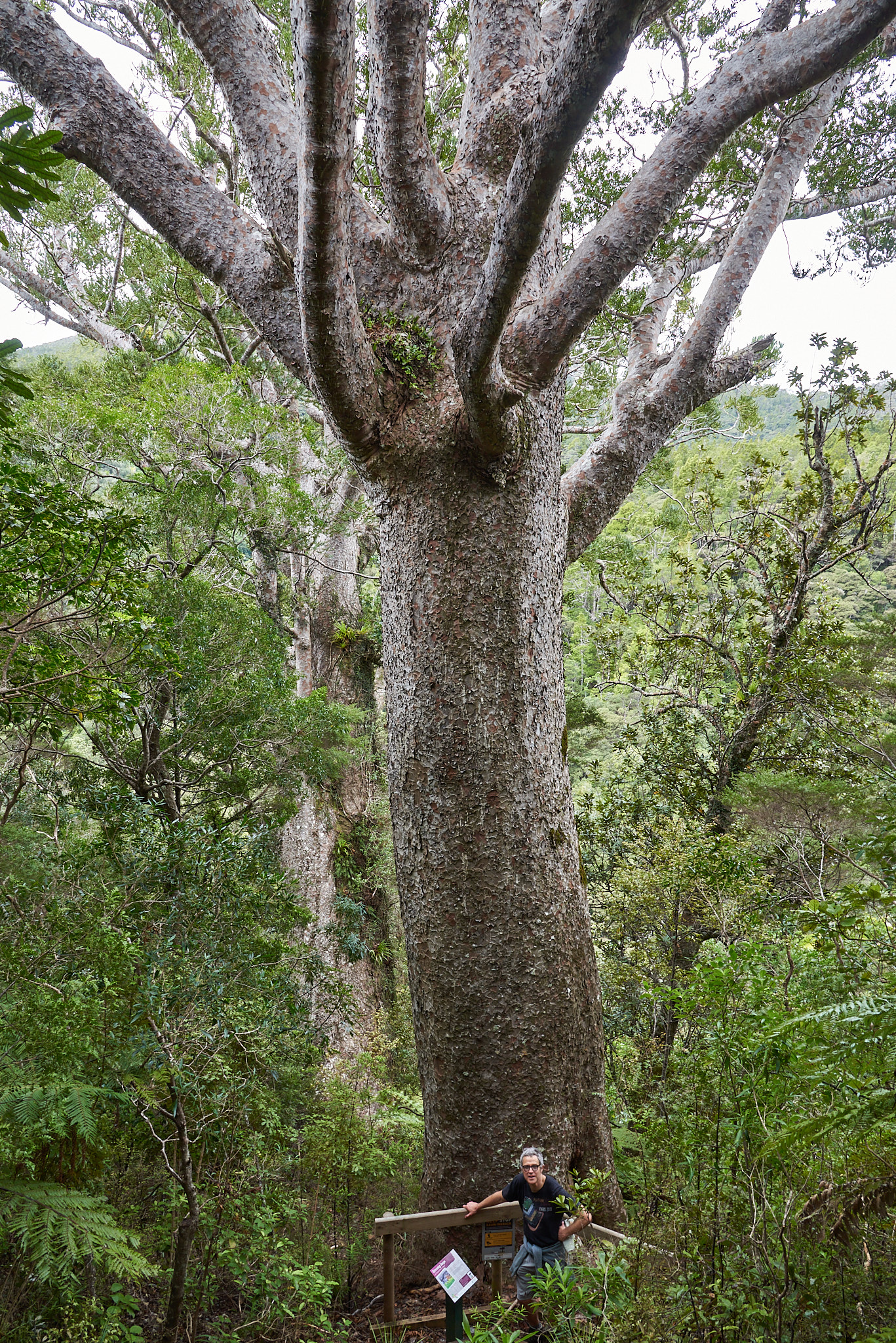 Kauri tree