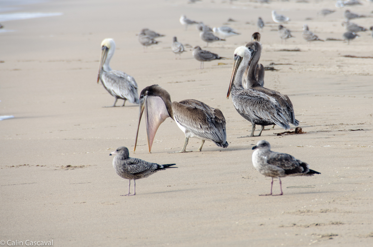 Pelicans, Pescadero, CA